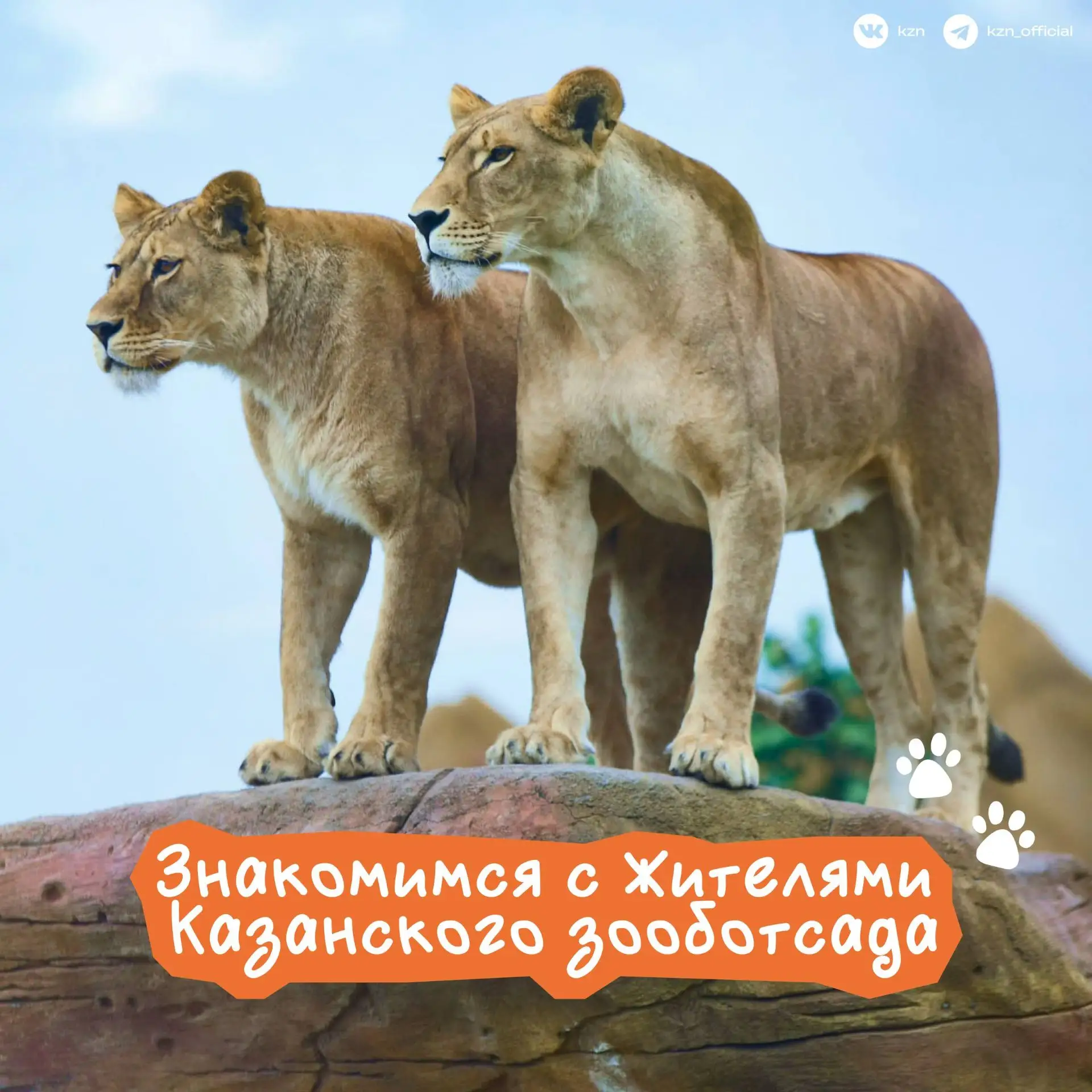🦒 А вы знали, что в Казанском зооботсаду живет самое большое в России количество жирафов?