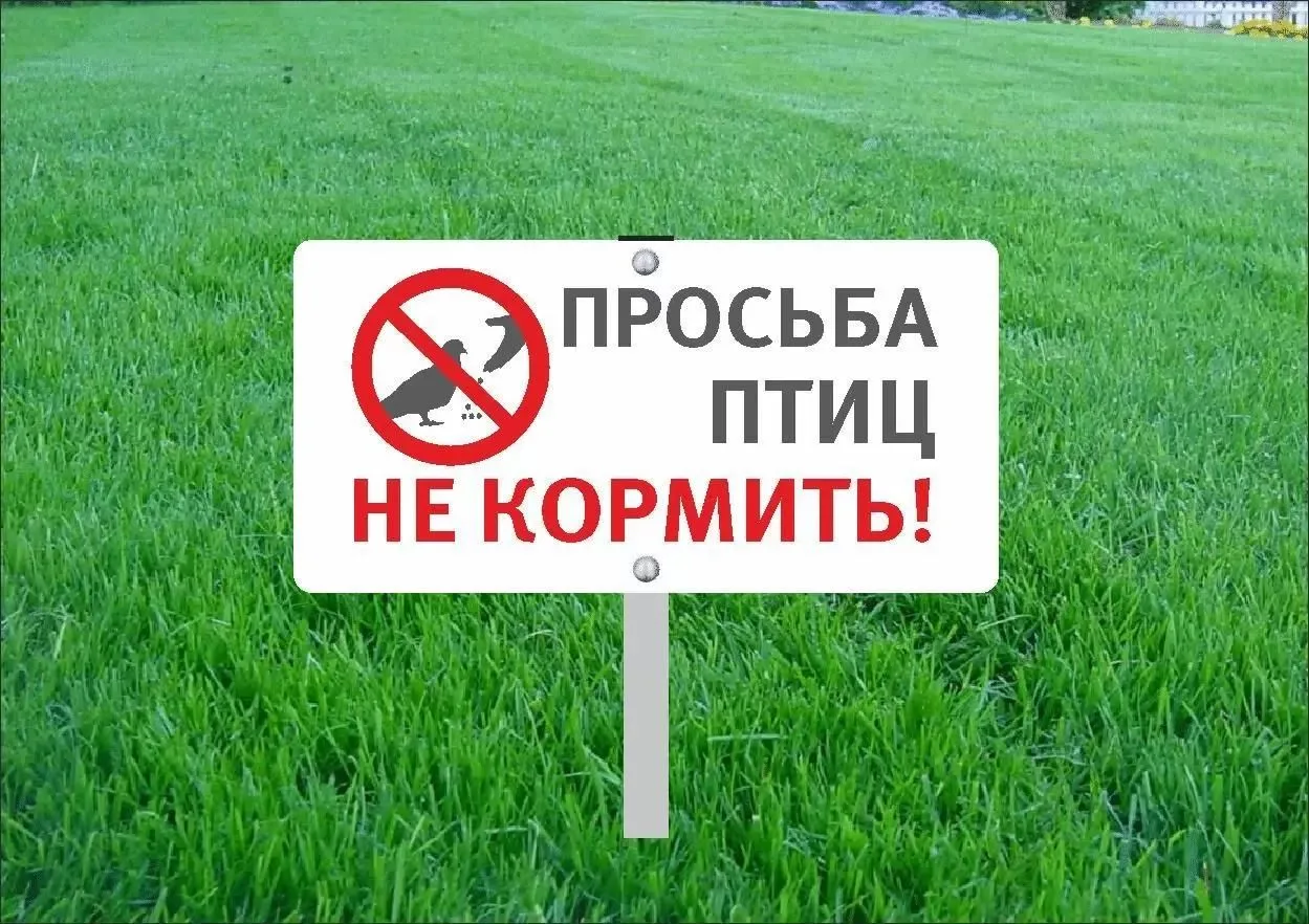 🐦 Доброта или медвежья услуга? О кормлении птиц и животных во дворе