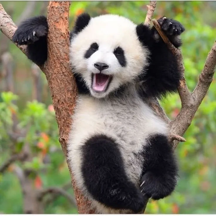 🐼 Правильно устроиться на дереве - это искусство