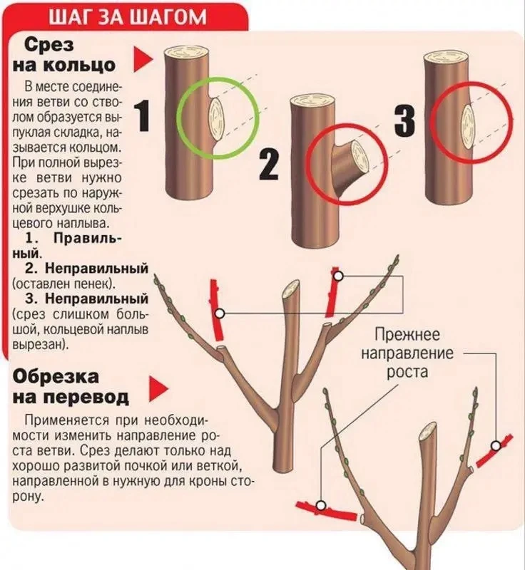Осеняя обрезка — некоторые важные правила