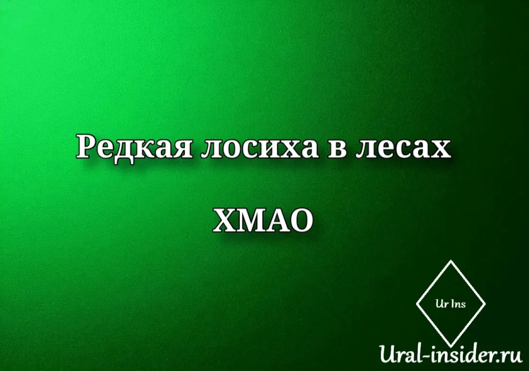 🟩[В лесах ХМАО с вертолета сняли редчайшую лосиху-альбиноса]