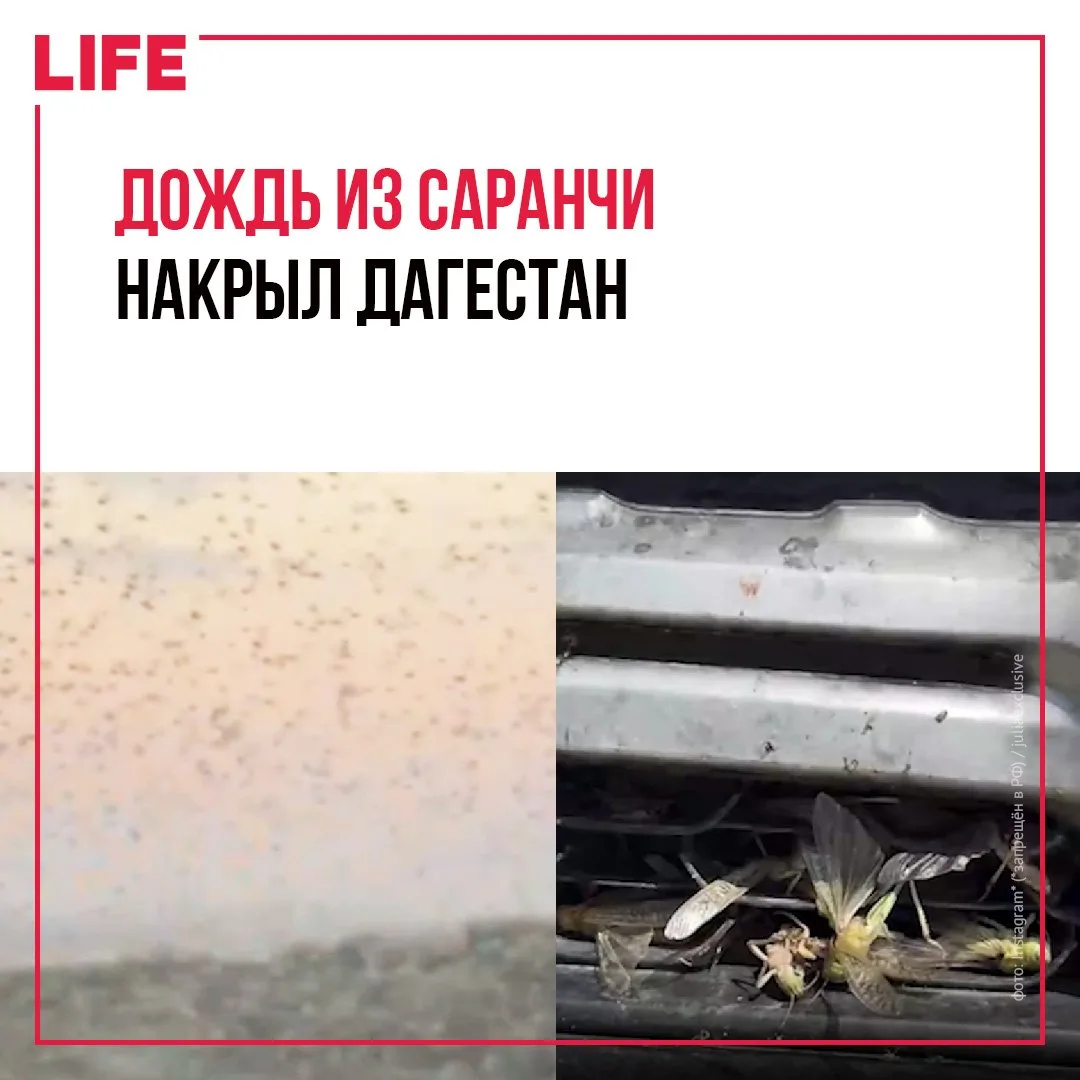 Огромный рой саранчи накрыл трассу между Дагестаном и Астраханью. Тысячи насекомых плотным потоком л