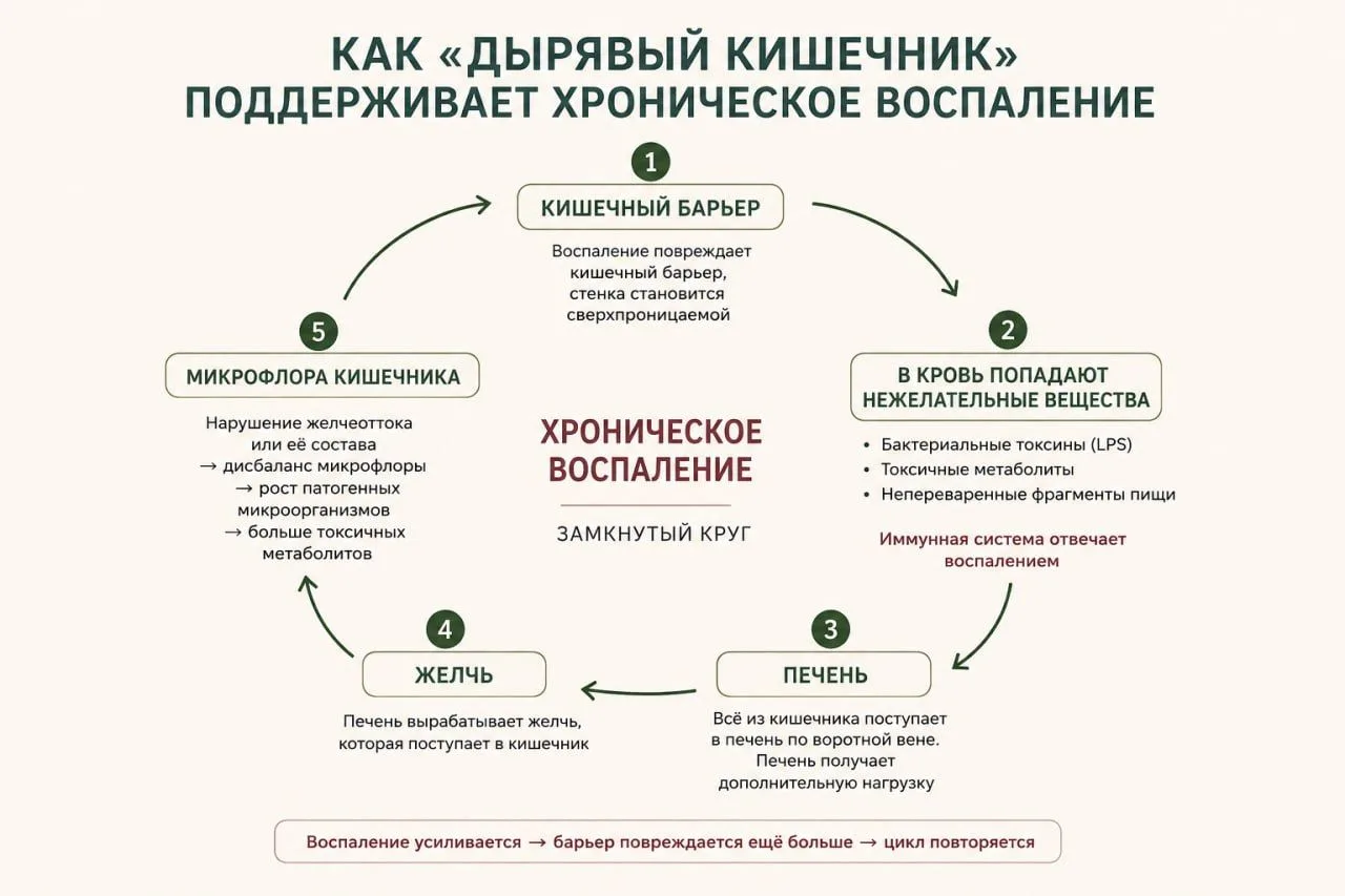 Как «дырявый кишечник» поддерживает хроническое воспаление