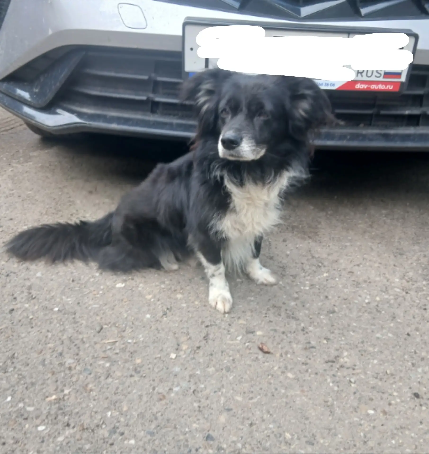 🐾 У кузбасской 34 замечена собака, возможно, кабель, есть ли ошейник—не поняла, не дал посмотреть.
