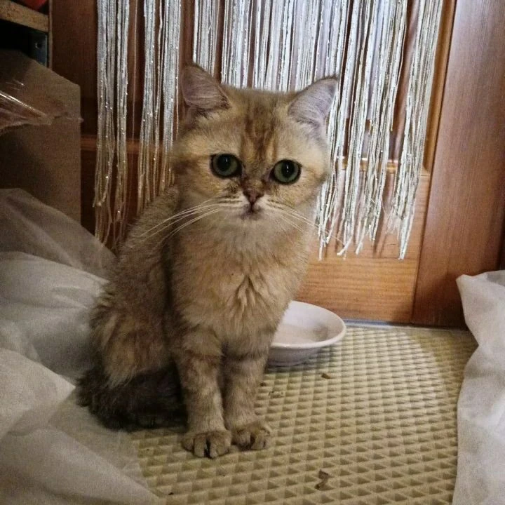 Найдена кошка / котенок (Екатеринбург, Ботаника)