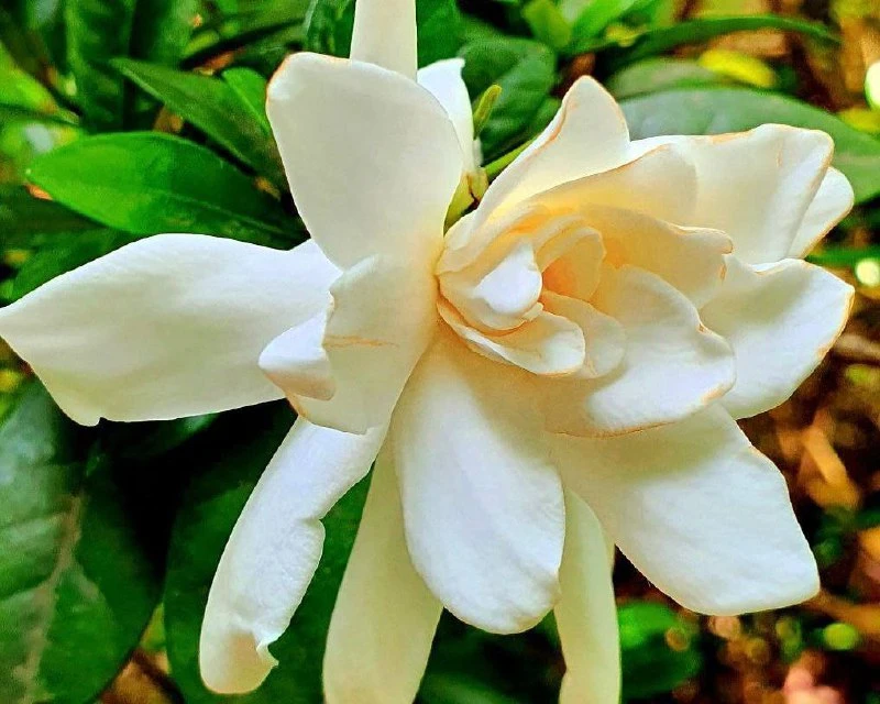 Июльский аромат в Южных Культурах: что сейчас цветёт и пахнет

🌸Сейчас в парке настоящий парад экзо