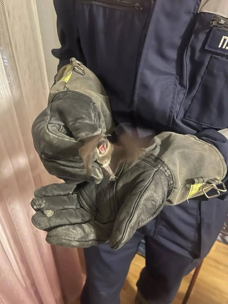 🦇 Летучая мышь выбралась из городской квартиры в Ступино