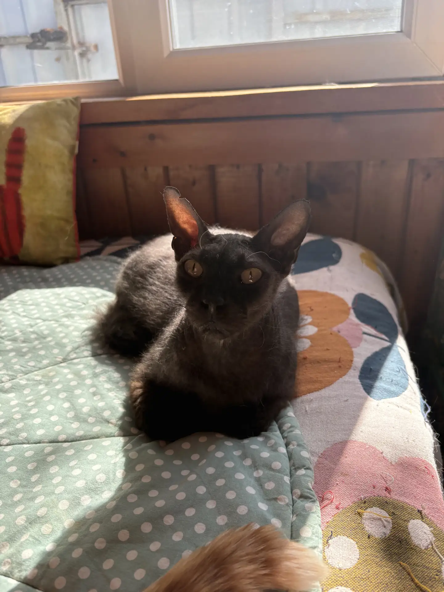 Брашик ☺️☀️