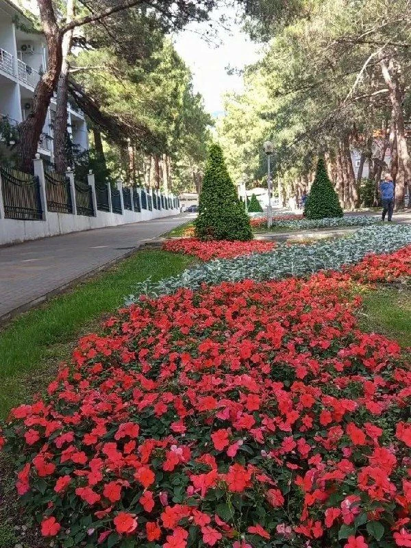 🌺
Геленджик превратился в цветущий сад. Гуляя по улицам города, просто невозможно пройти мимо местн