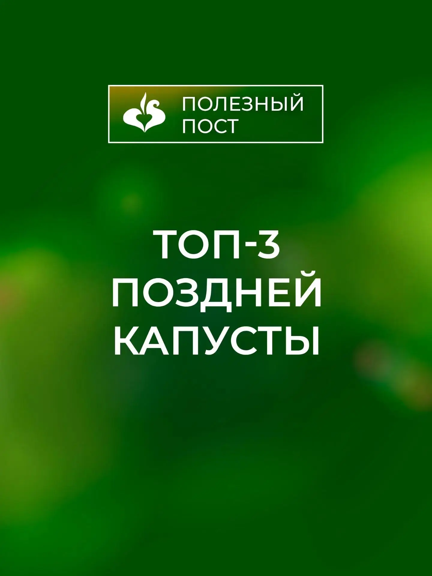 Топ-3 поздней капусты.