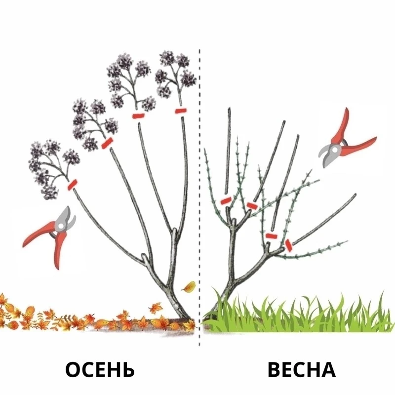 Гортензия метельчатая.🌺 Осенние процедуры🌿🌺