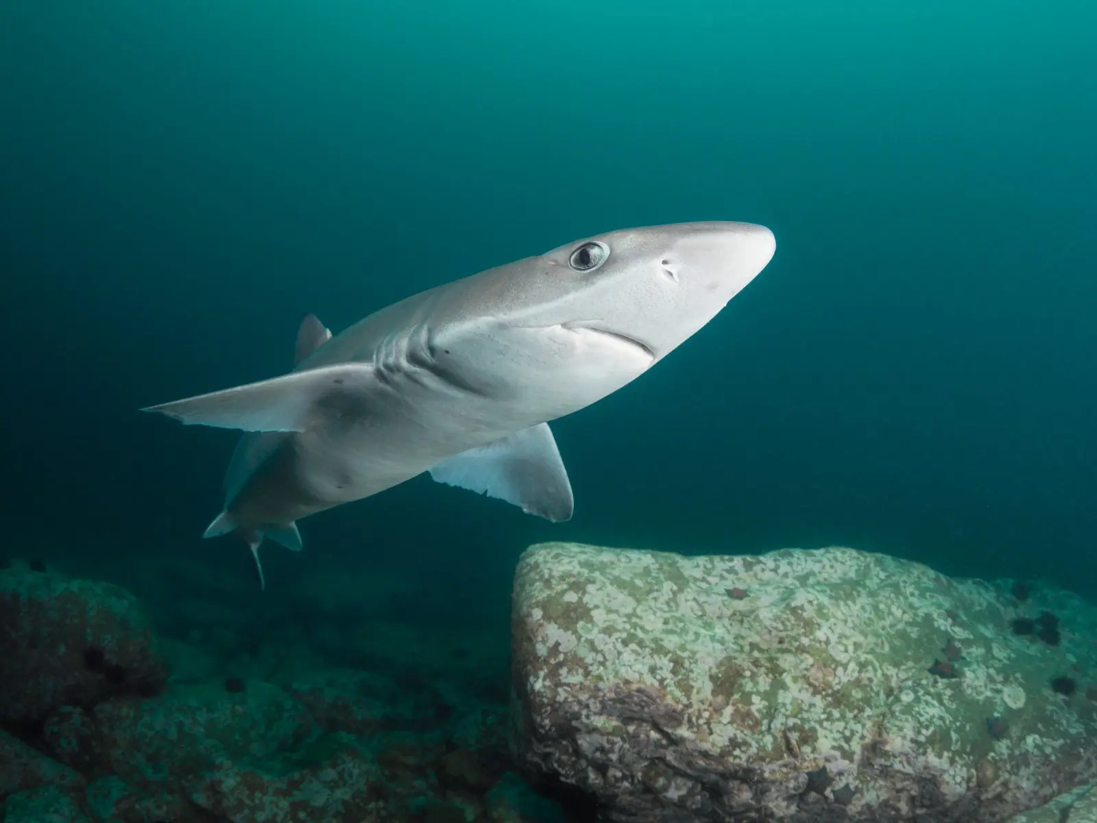 В Азовском море появились новые виды рыб, в том числе акулы🦈