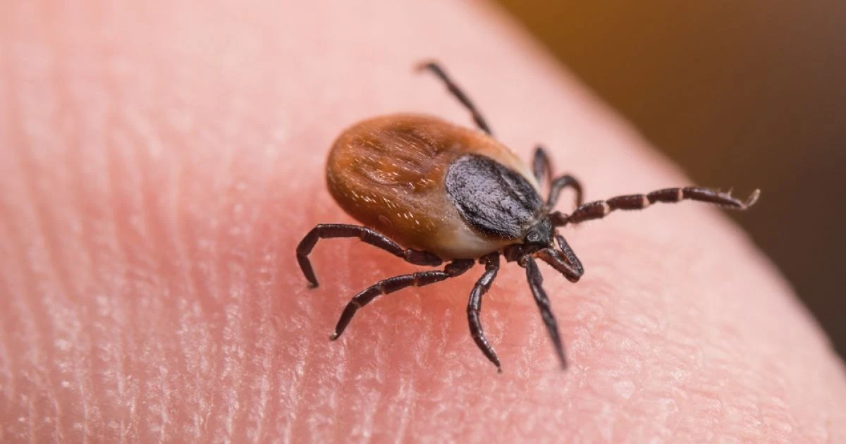 🕷 Клещи в Липецкой области уже вышли на «охоту»: сотни укушенных липчан обратились в больницы  В Лип