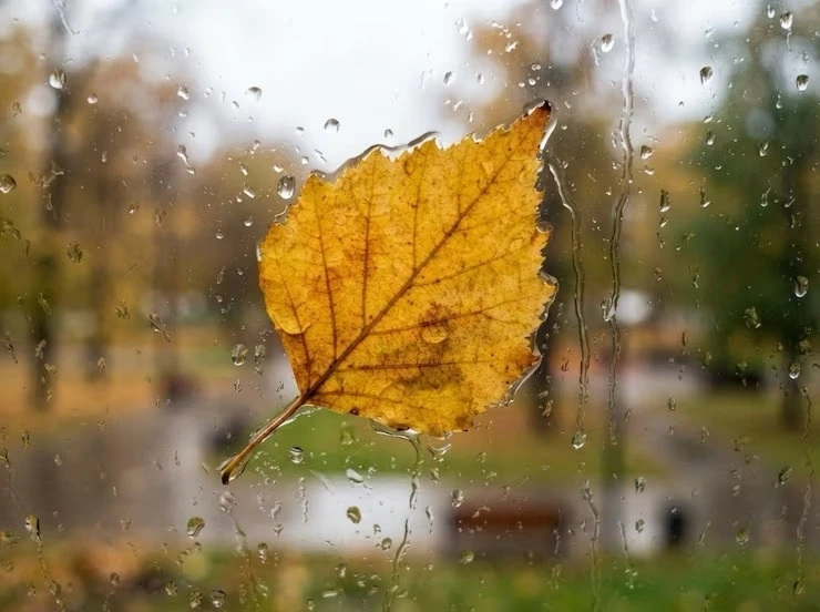 ☔️Дожди и похолодание до +4 градусов накроют Ростовскую область в конце сентября