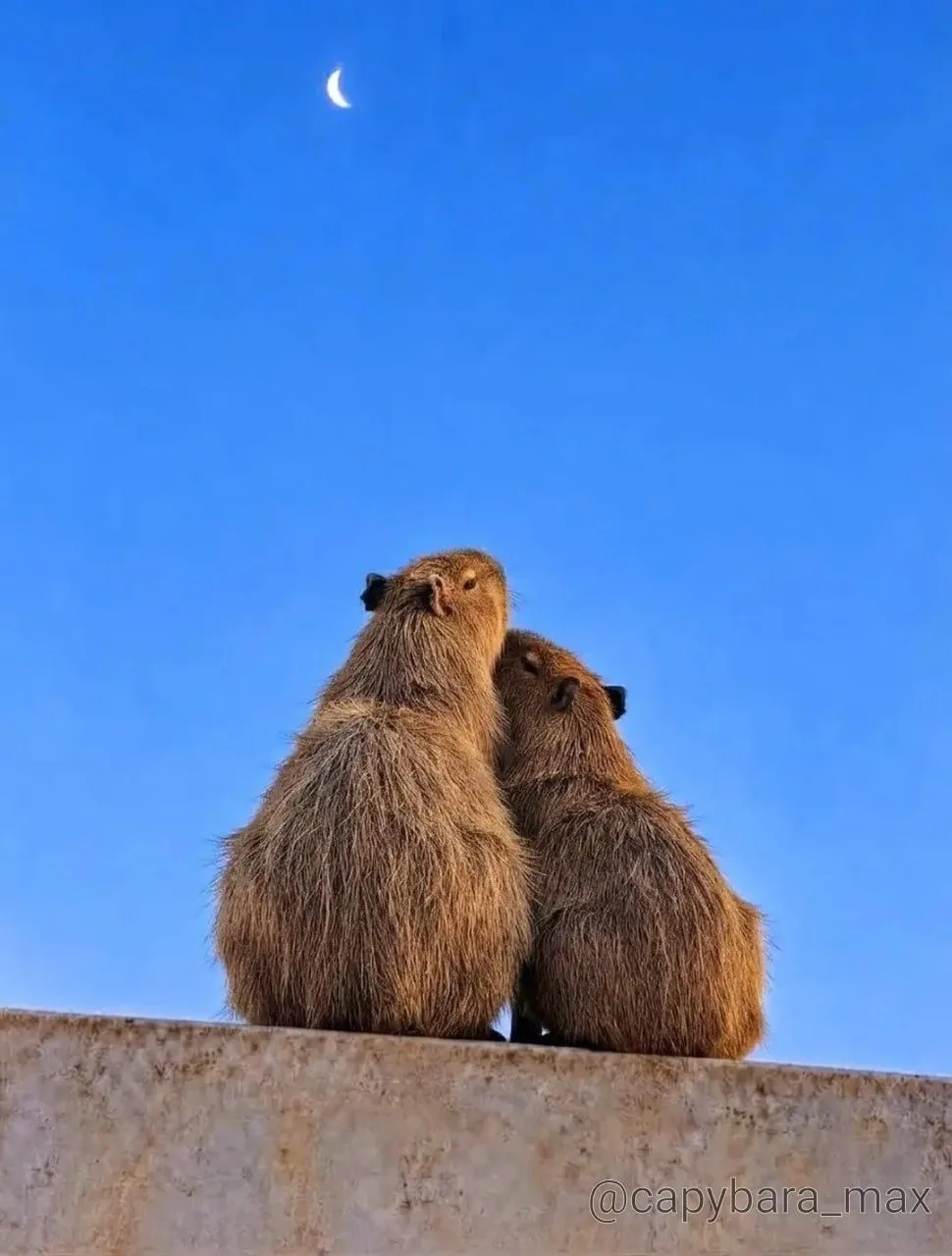 Всего две маленькие капибары смотрят на луну. 🌙🥹🤎