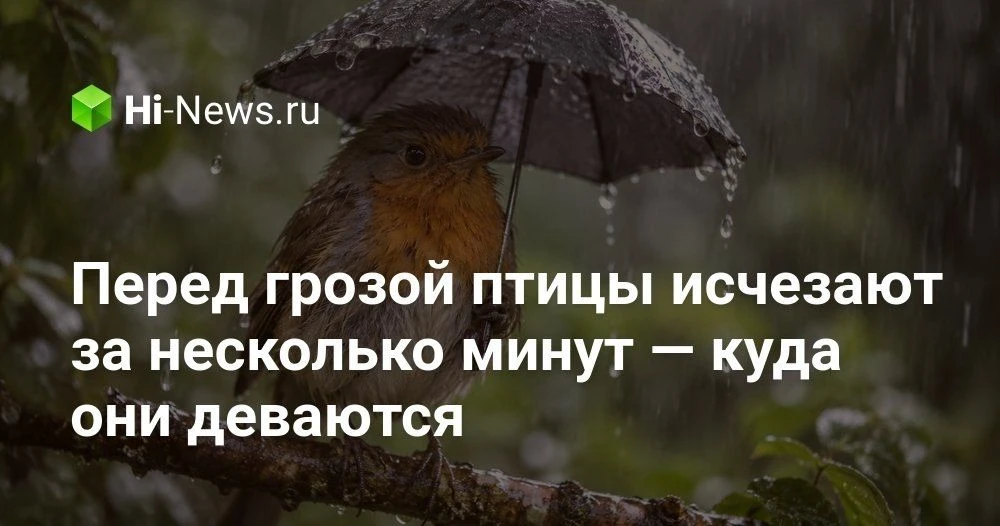 Куда исчезают птицы во время дождя и грозы и как они пережидают непогоду