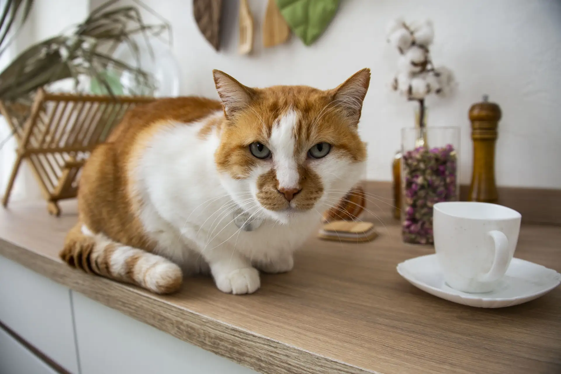 Воскресенье будет добрым. 😼