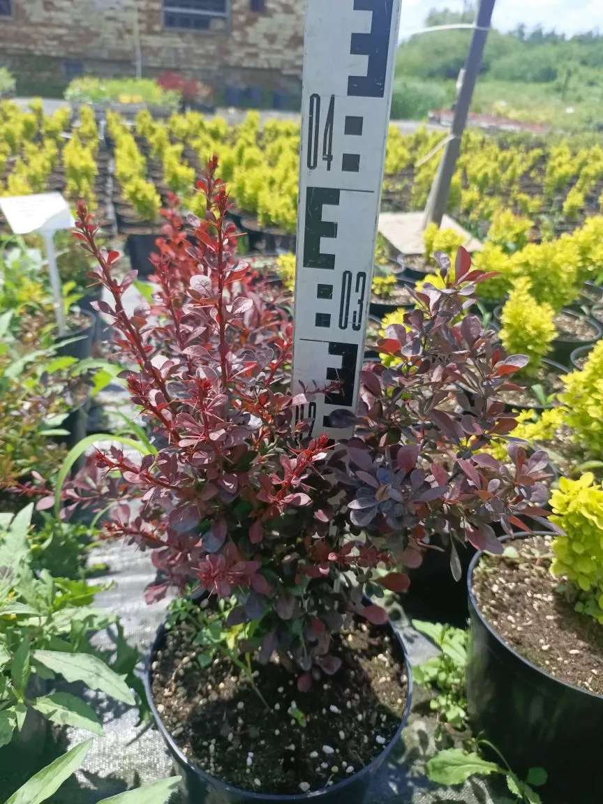 Барбарисы в С5: яркая коллекция уже в продаже! 🔥🌿