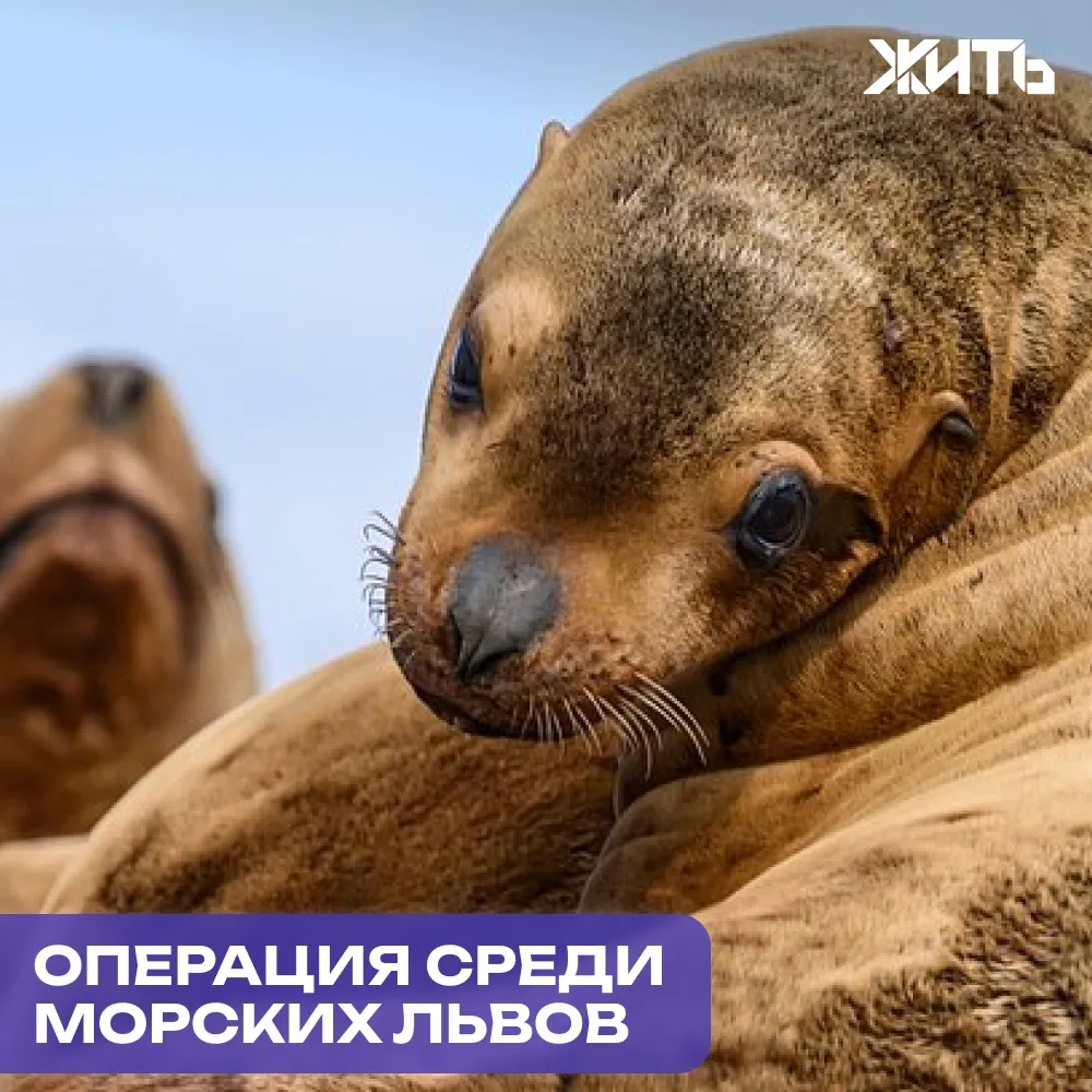 На Сахалине освободили краснокнижного сивуча от пластикового кольца

Специалисты провели уникальную 