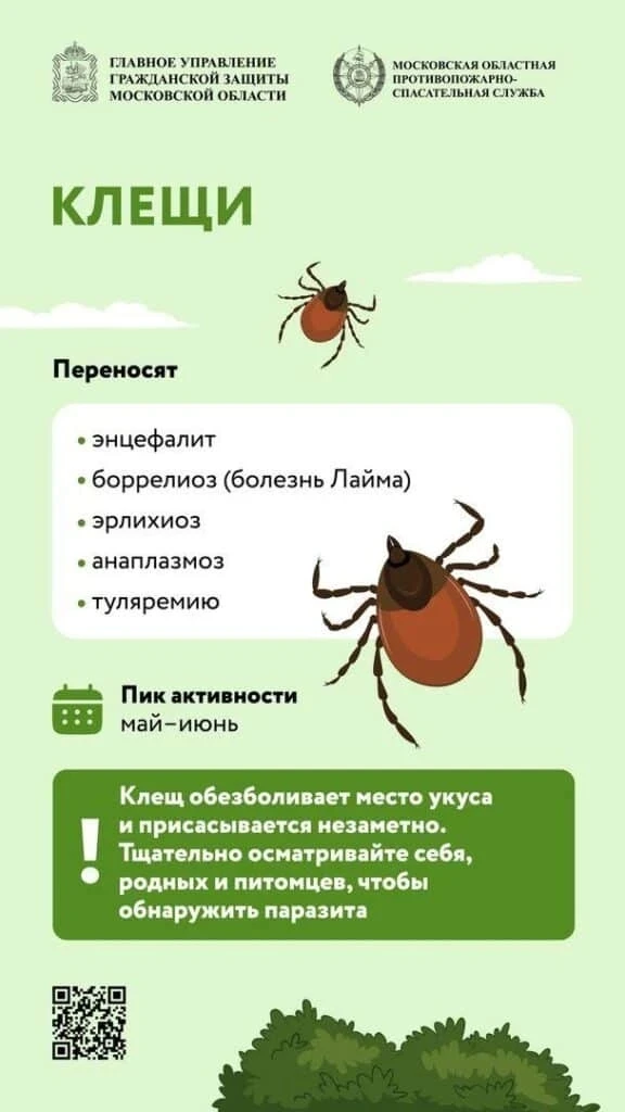 ⚠️ Внимание, родители! Сезон клещей — защитите своих детей! ⚠️