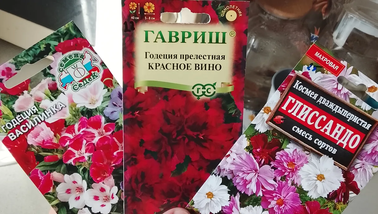Купили сегодня с мужем семена красивых, ярких цветов. Неприхотливые, можно сеять прямо ...
