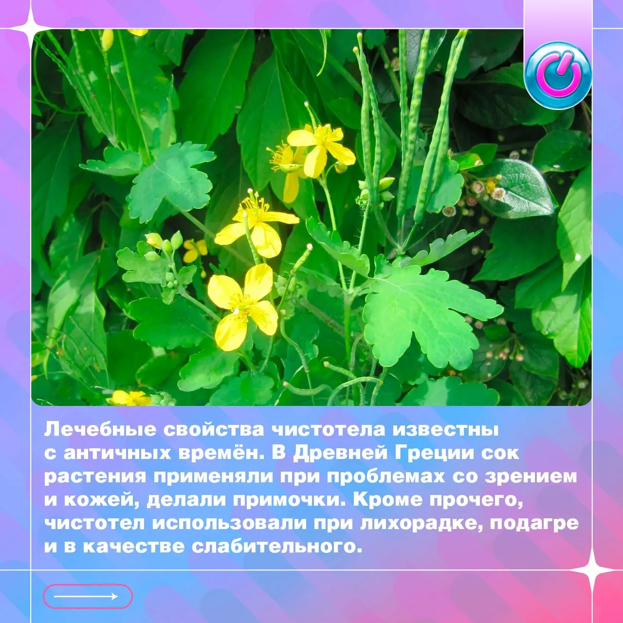 🌿 Чистотел — природная поддержка здоровья кожи