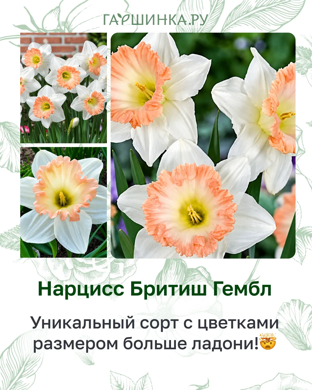 ✨ Встречайте короля весеннего сада — нарцисс «Бритиш Гэмбл» ! ✨