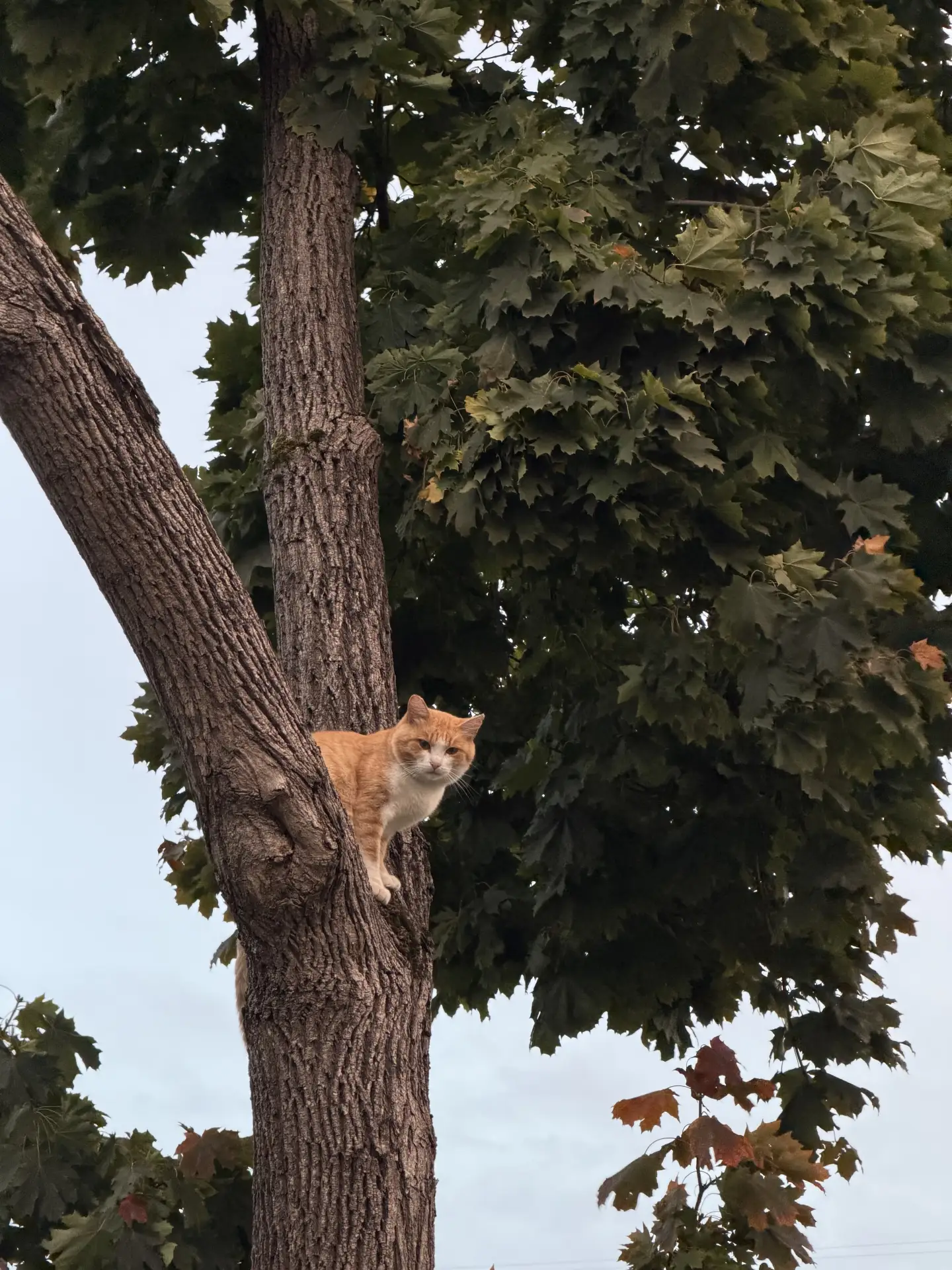 🍁🐈 Осень, золотая листва и мудрый кот, который точно знает, как наслаждаться моментом