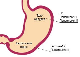 ГАСТРОПАНЕЛЬ