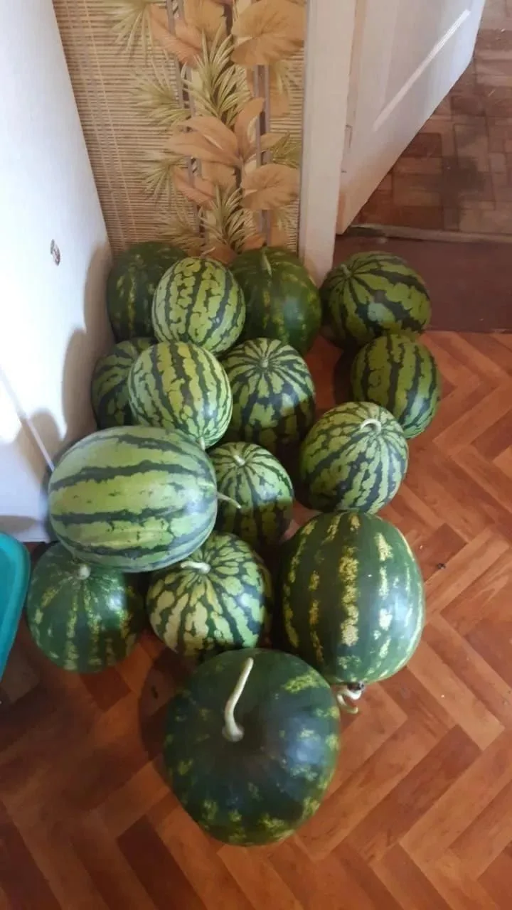 🍉На Сахалине во всю дозревают арбузы и дыни