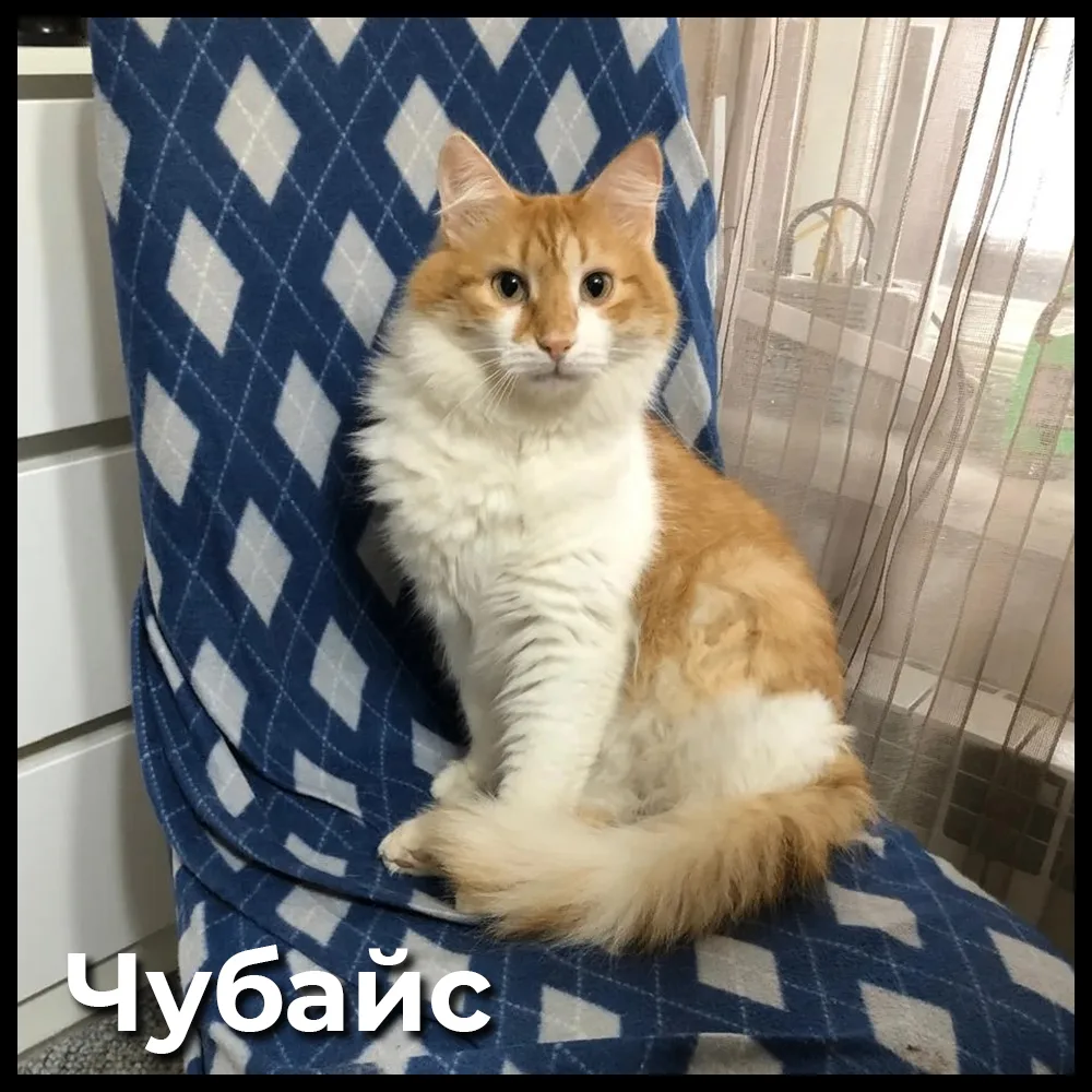 💬 Кто вам больше по душе? Голосуйте в следующем посте 👇