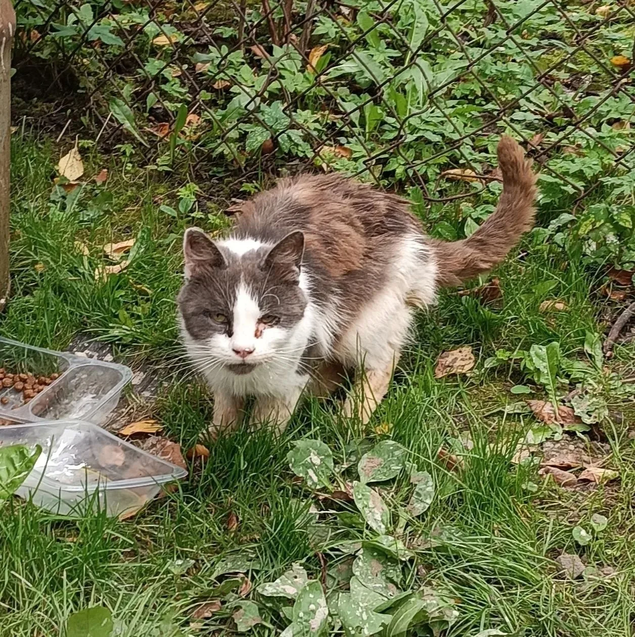 Всем добрый день! Очередной брошенный кот, которому очень нужна ваша помощь и дом. Живё...