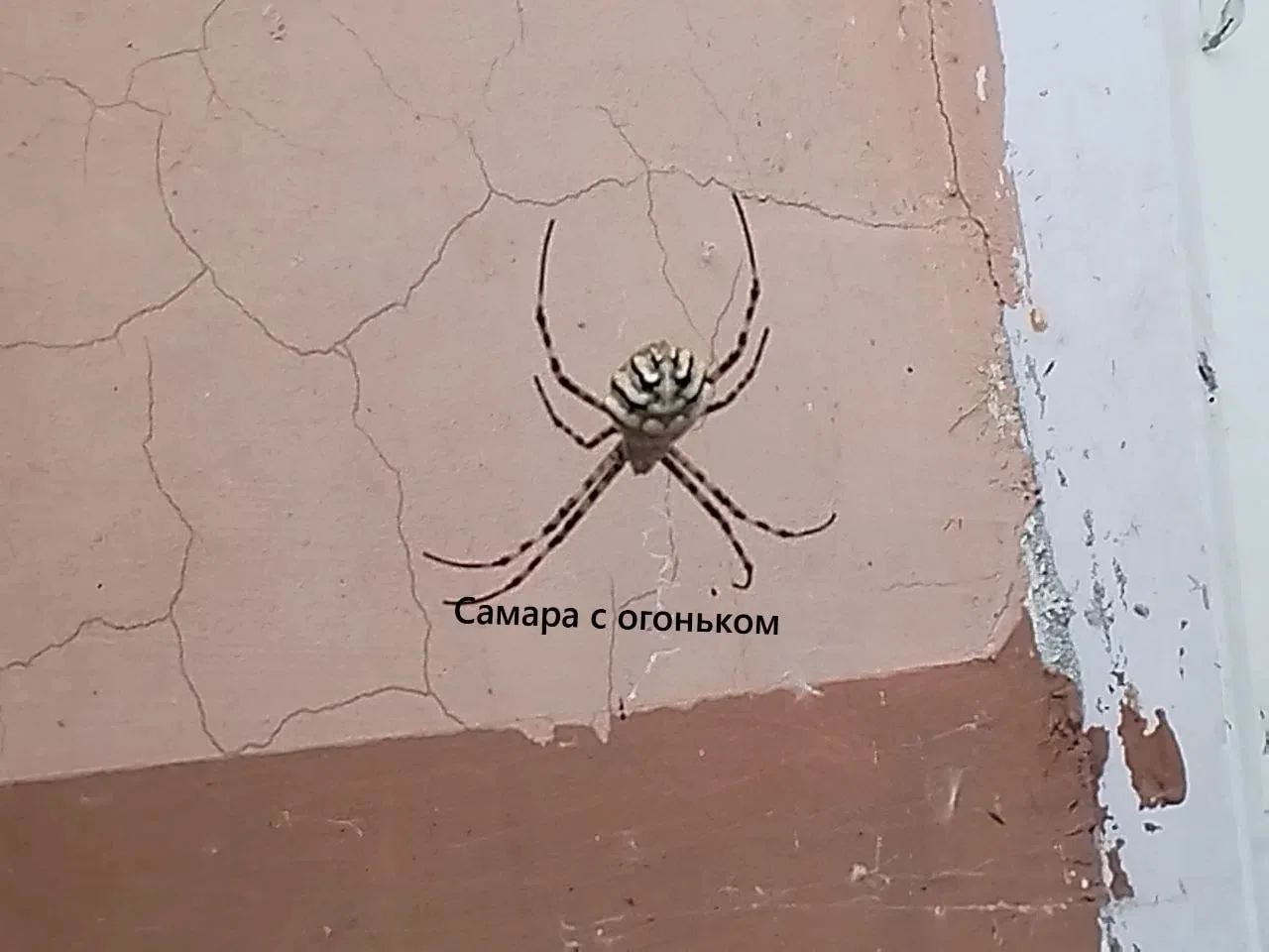 😱Вот такого «дружелюбного соседа» заметили самарцы