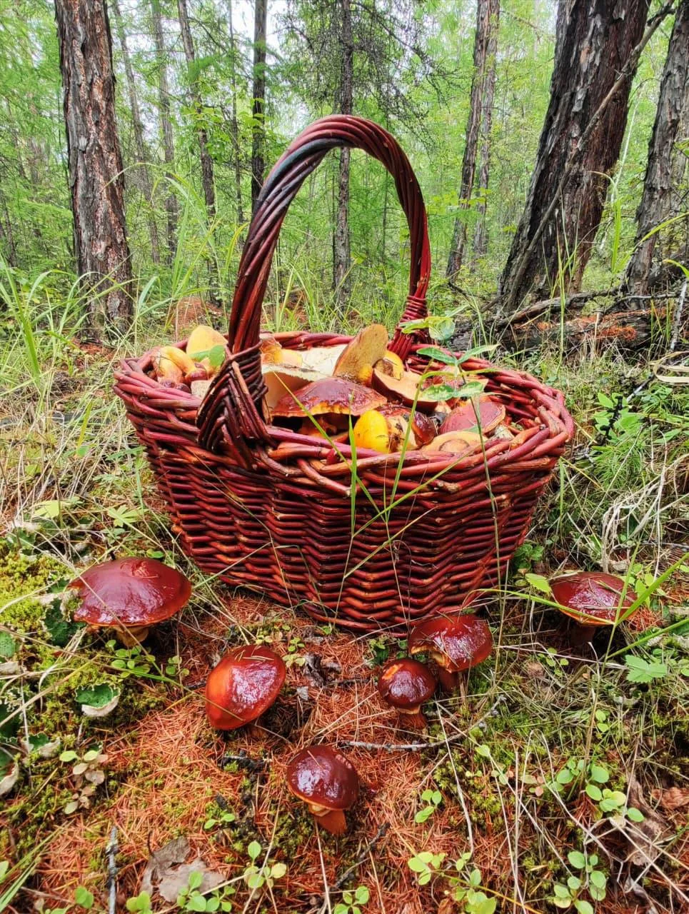 🍄‍🟫🍓 Августовские дары природы