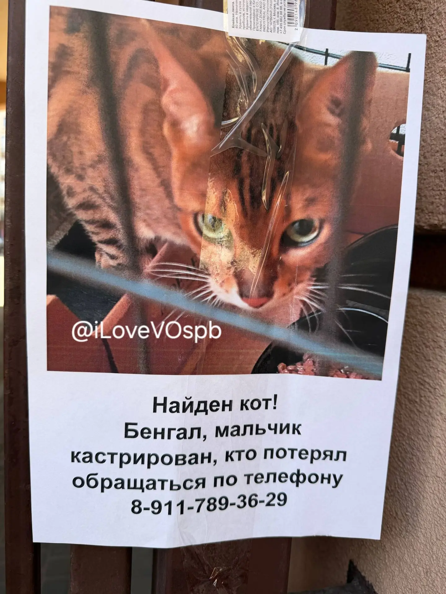 Кто потерял бенгала?

Объявление на Малом проспекте 52, пересечение с 17 линией, пишет Юлия