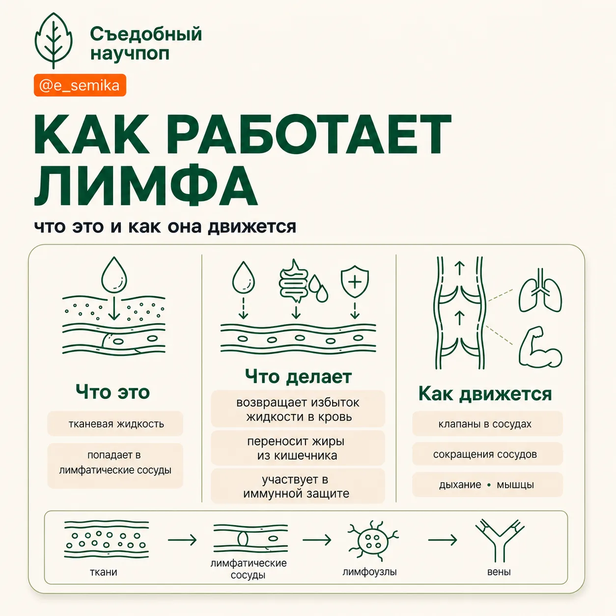 Лимфу не надо чистить. Она не кастрюля после борща

#проздоровье

В комментариях спросили про «разго