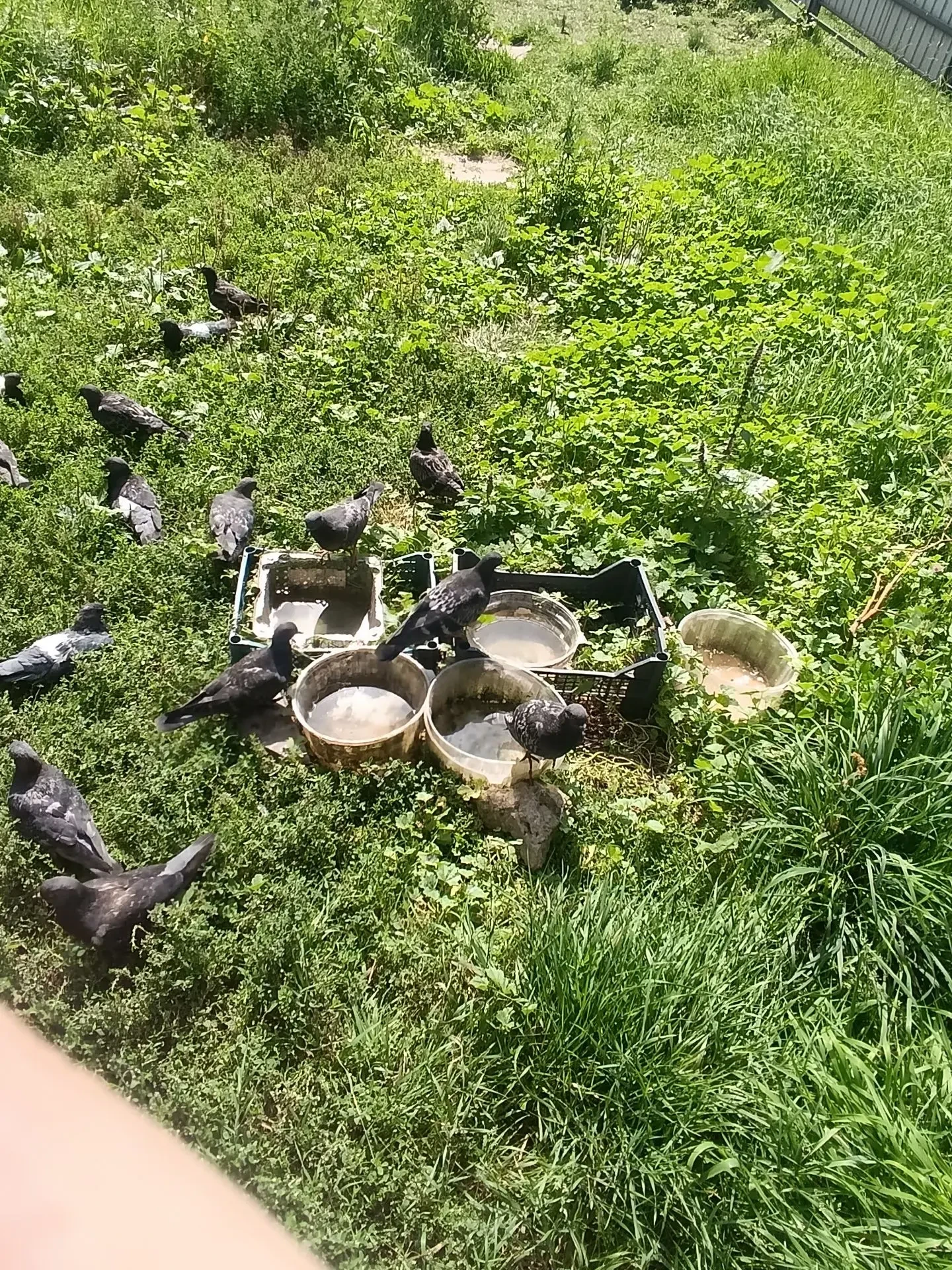 Насколько голуби прекрасны, поймешь, лишь оттирая след....🐦‍⬛ Еще одна непридуманная и...