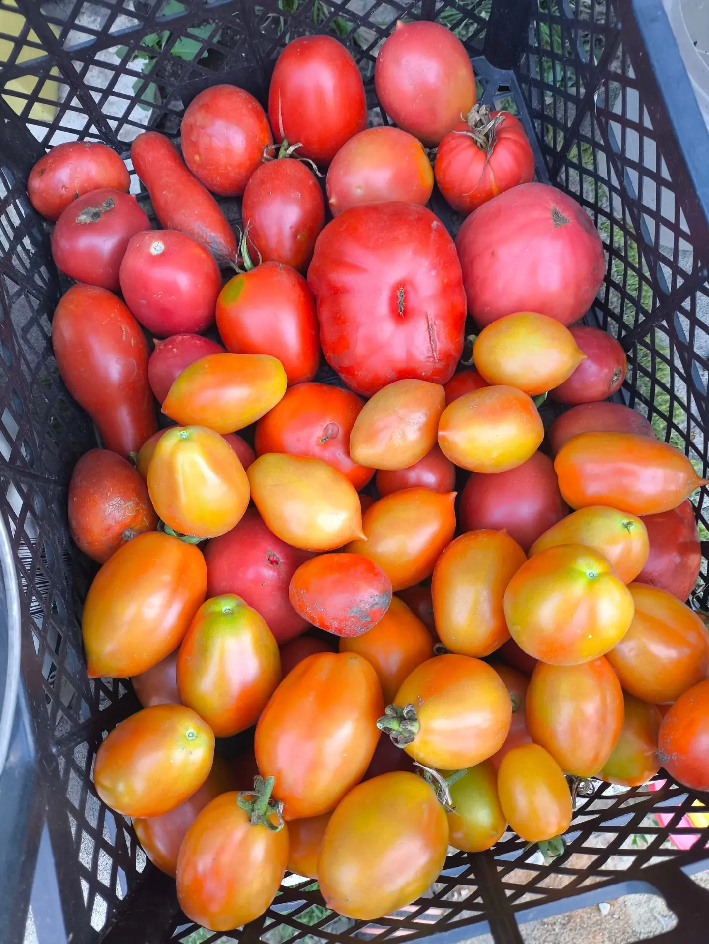 А я в этой жаре помидоры закрываю 🍅🍅🍅🤪🤪🤪