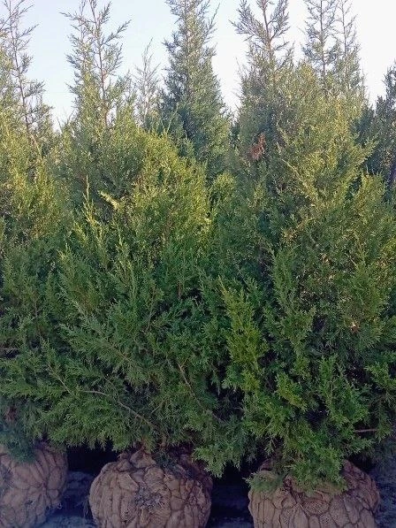 Вы представляете, есть сорта растений, которые стабильно растут в садах уже больше ста ...