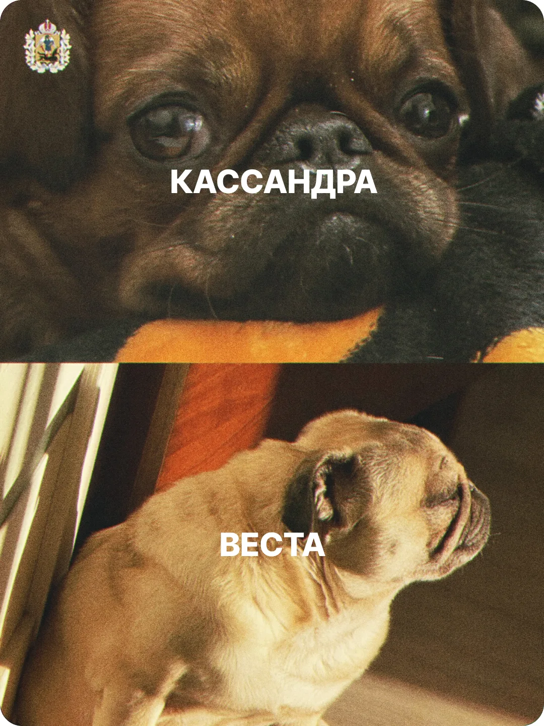 🐾 Сегодня – Всемирный день защиты животных!