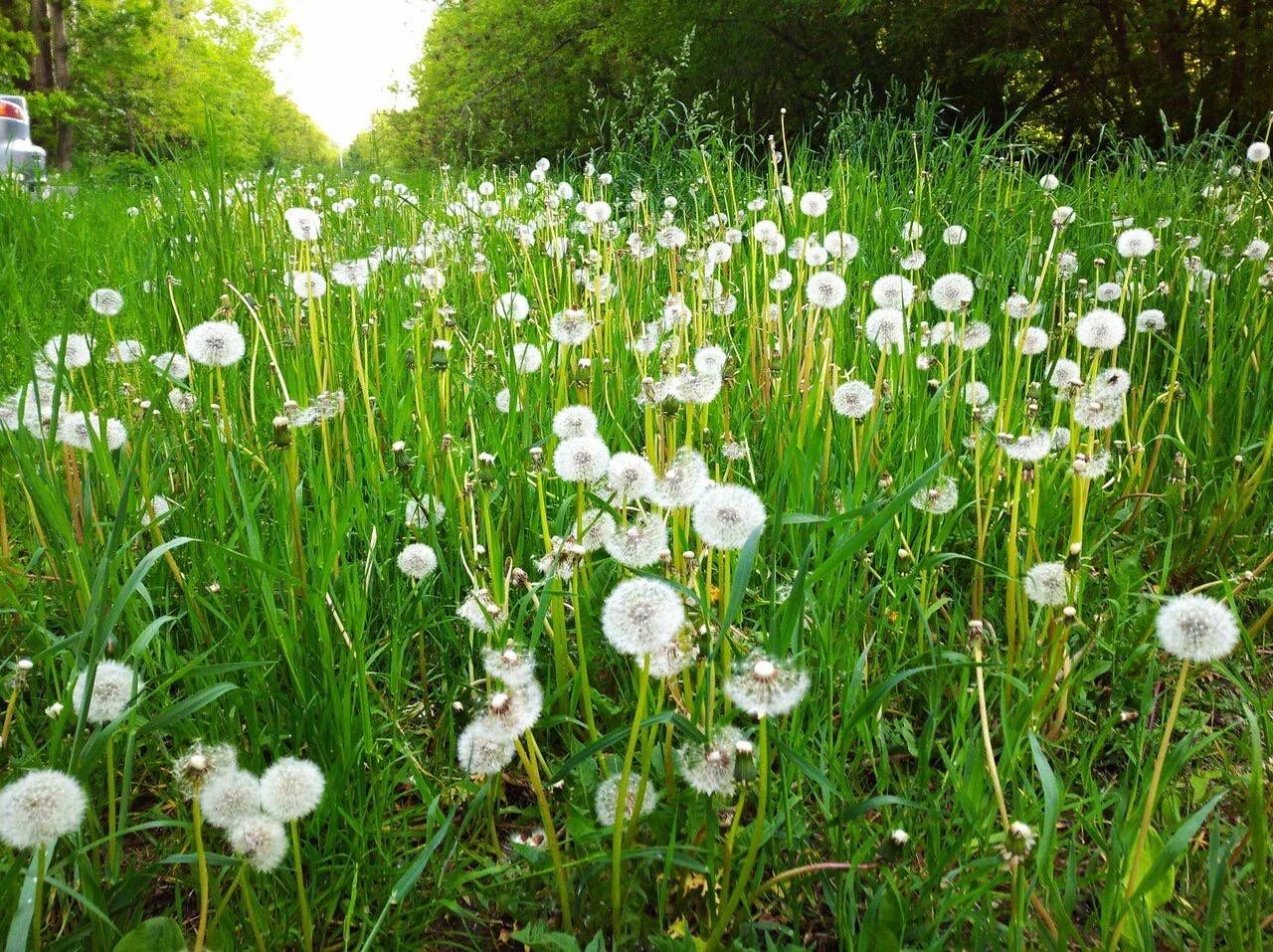 Одуваны в Заповедном лугу 😍