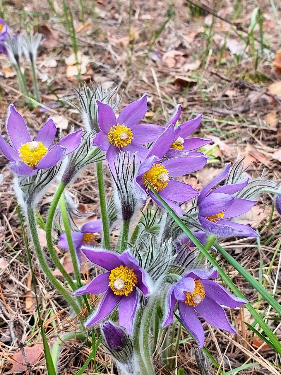 🌸 Весенняя магия в лесах Воронежа! 🌿  Друзья, наступила та самая волшебная пора, когда наши леса укр