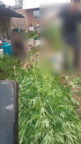 Полицейские Комсомольского района направили в суд уголовное дело о незаконном культивир...