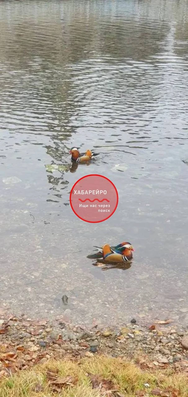 В Хабаровск на пруды прилетели утки-мандаринки  Но, судя по текущей погоде, гусеобразные ошиблись с 