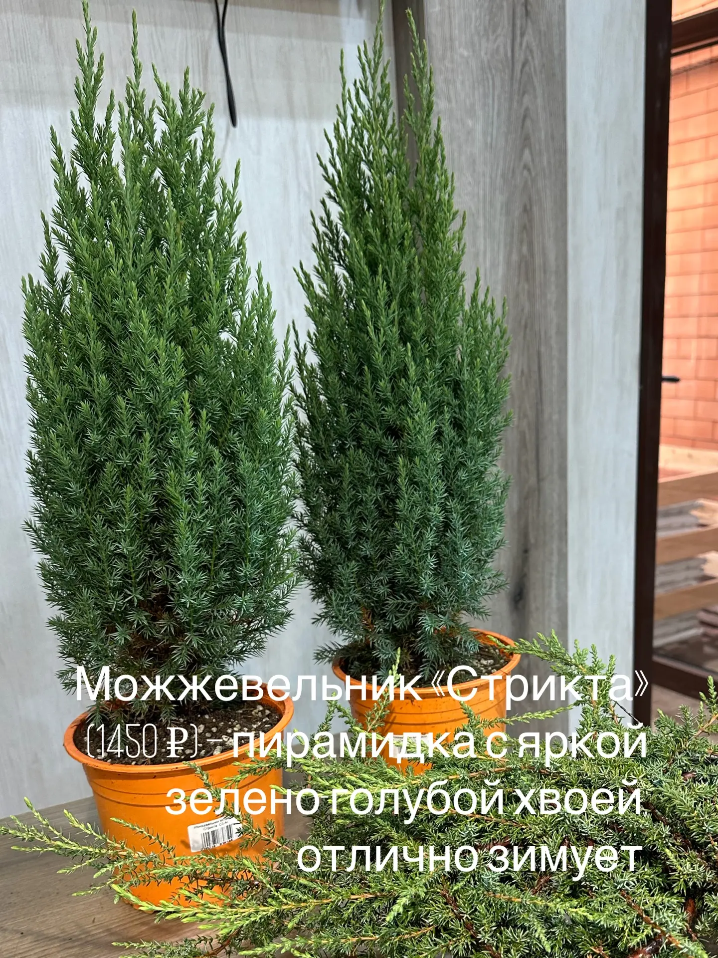 Лучшие подарочки! Мы-то точно знаем, что это🪴🎄🎁 Дарить растение – значит действительно знать человек