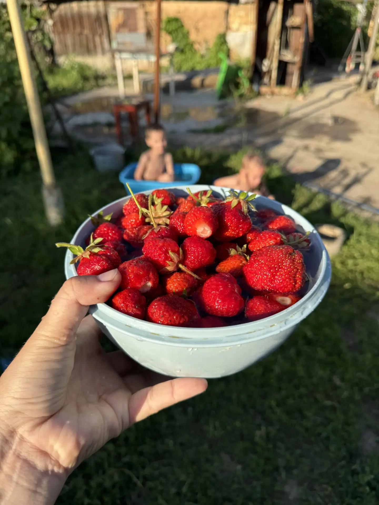 Сегодня насобирали свою клубнику. 🍓❤️

Парни помогали собирать урожай, а потом сразу же поступил за