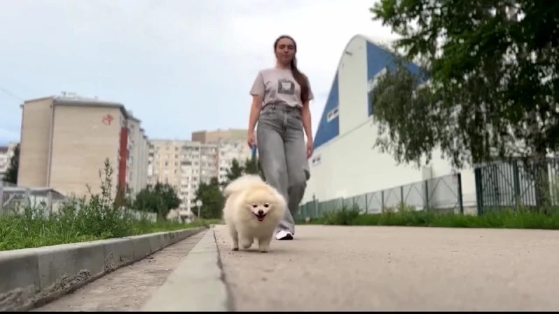 Барнаульцам бесплатно стерилизуют и чипируют собак.
