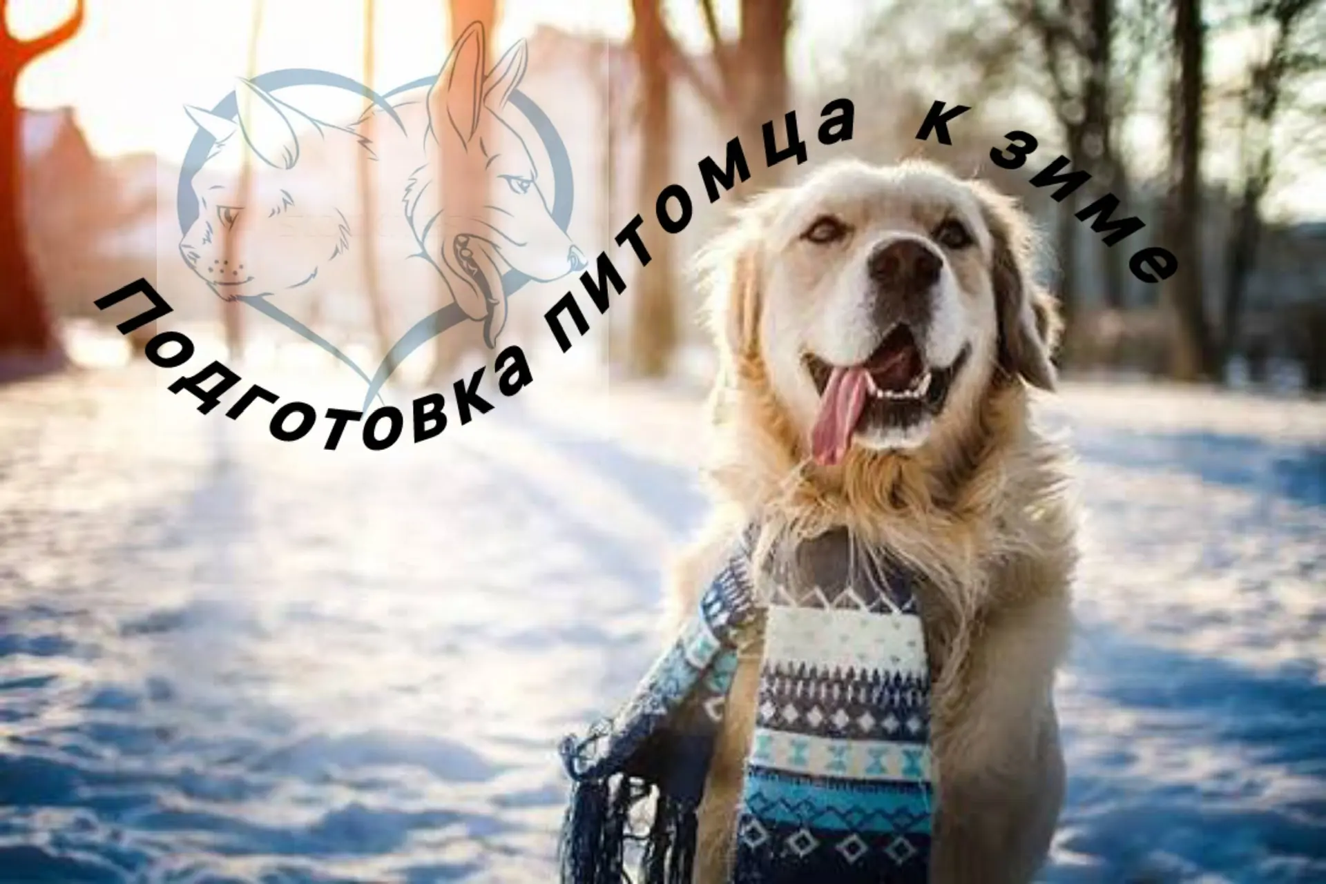 Здравствуйте дорогие владельцы наших замечательных пациентов😊 Так как зима , можно сказать, только 
