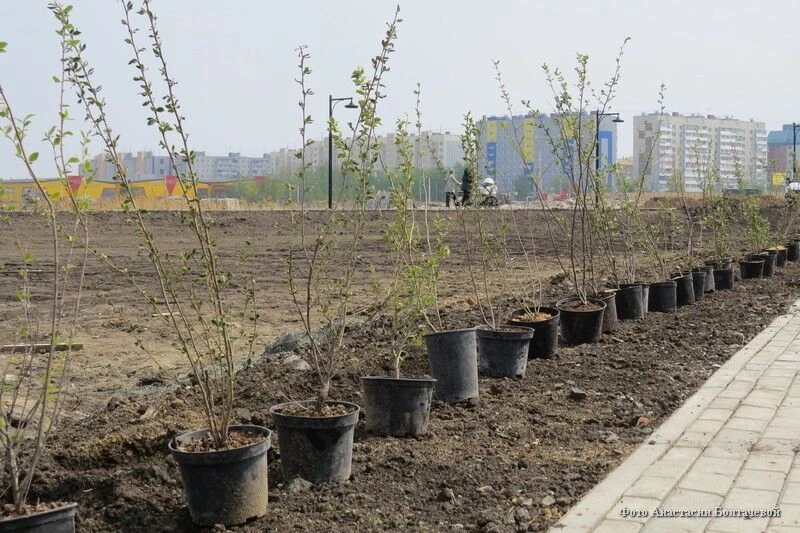 Глава Кургана призвал горожан принять участие в озеленении города