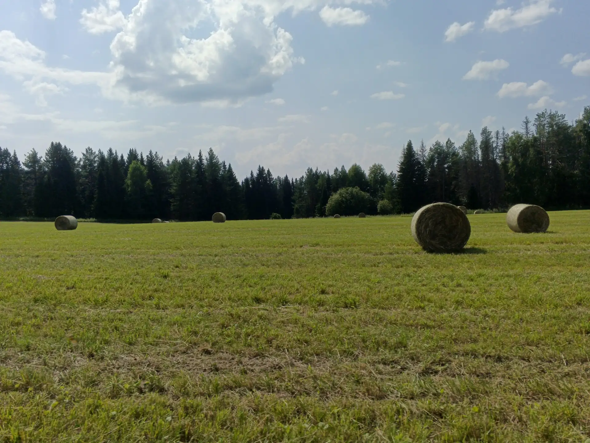 🌾🌿Кормозаготовка в Нытвенском округе: трактора в поле от зари до зари.